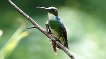 fauna brasileira INCRÍVEIS COLIBRIS aves silvestres selvagens brazilian animais wildlife rainforest