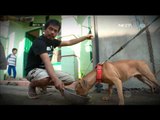 NET24 What to Do Anjing Dilatih Menjadi Anjing Penyelamat