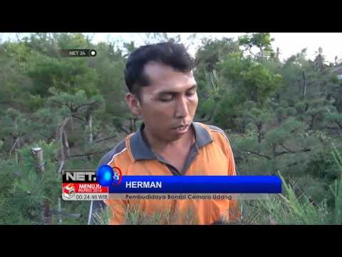 NET24 Budidaya Bonsai Cemara Udang Sumenep Membawa Berkah