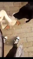 dog stops a white goose from biting a boy,