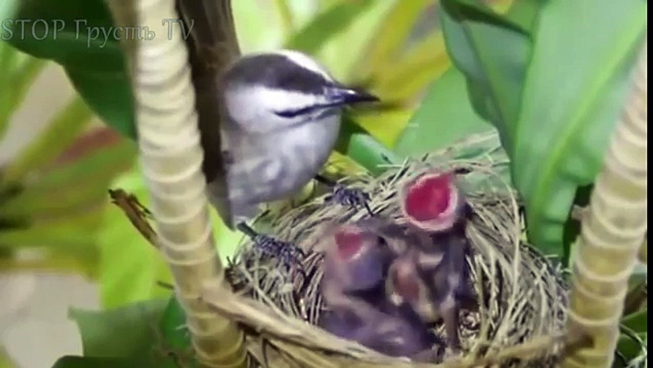 НОВЫЕ ПРИКОЛЫ 2016 Август ★ ЛУЧШИЕ ПРИКОЛЫ ★ Best Fail Compilation ★ НЕ ДЕТСКИЕ ПРИКОЛЫ 18  2016 №45