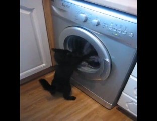 Kitten Over Washing Machine