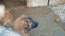 PUPPY