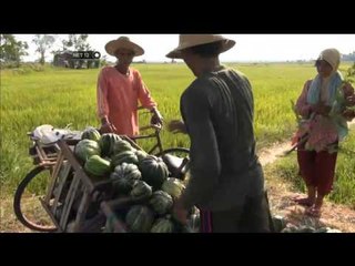 Permintaan Buah Blewah Meningkat Bulan Ramadan NET12