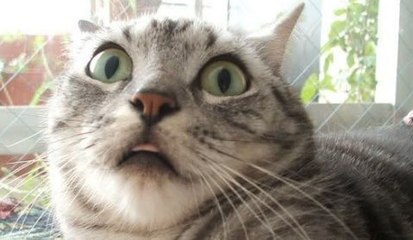 SI TE RIES O SONRIES PIERDES ( FUNNY MOVIE ) Part 1