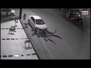 Sakarya'da sokak köpekleri otomobili parçaladı