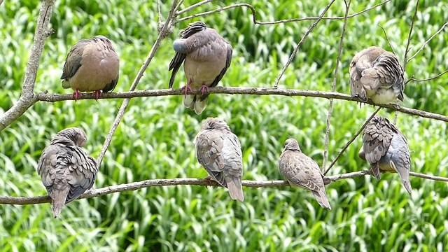 fauna brasileira INCRÍVEIS ROLINHAS NO GALHO aves silvestres selvagens campestres brazilian wildlife rainforest