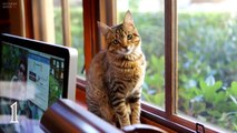 Кошки и люди Почему кошки ложатся на больное место
