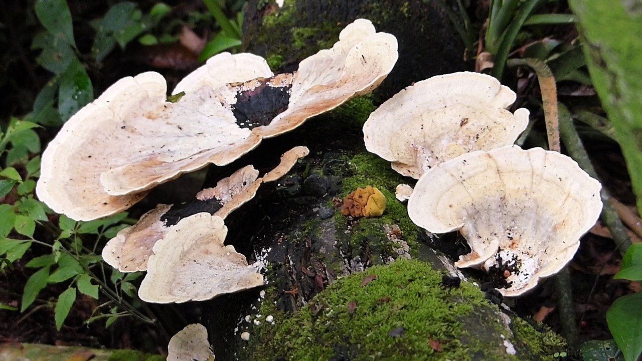 flora brasileira INCRÍVEIS FUNGOS BRANCOS recicladores da floresta tropical atlântica rainforest brazilian brazil