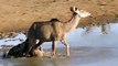 Safaris in South Africa - Wild Dog Kill Kudu