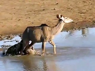 Safaris in South Africa - Wild Dog Kill Kudu