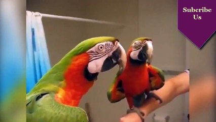 Funny Videos Funny Clips -Fails Funny Vines Funny Pranks Compilation 2015 - YouTube