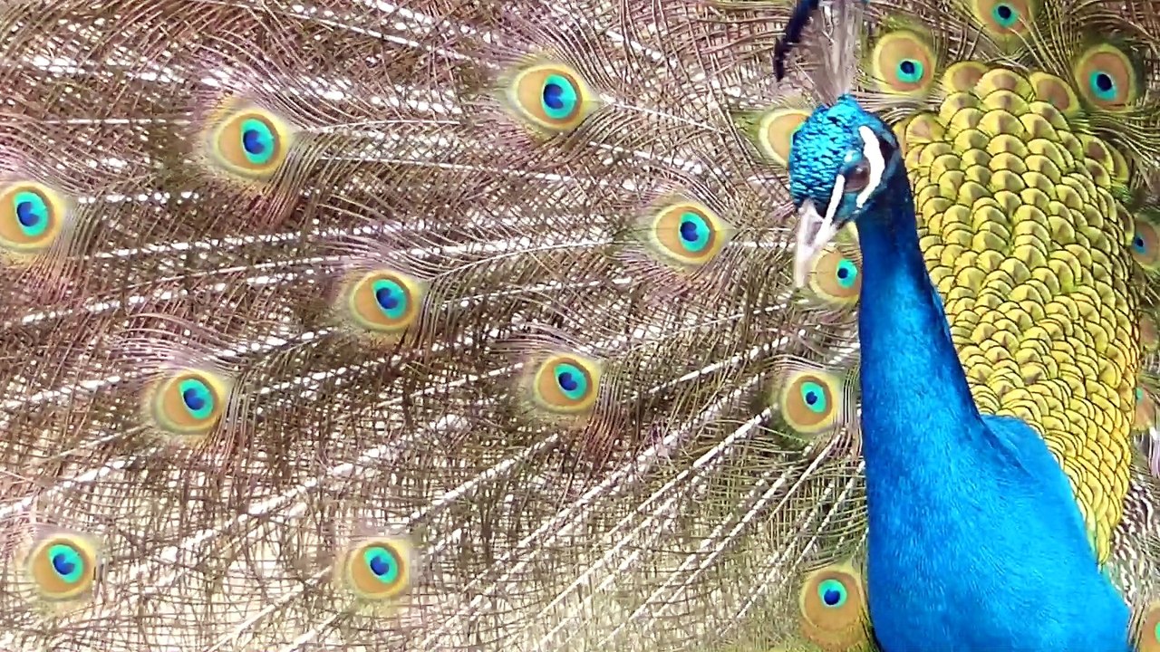 fauna indiana PAVÃO MISTERIOSO INDIANO indian wildlife world india