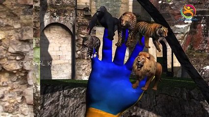 Tiger Vs Gorilla 3d Funny Animals Compilation | Finger Family Rhymes