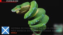 Sociedade de proteção e cuidado dos animais escocesa confunde serpente inofensiva com mamba verde e mata.