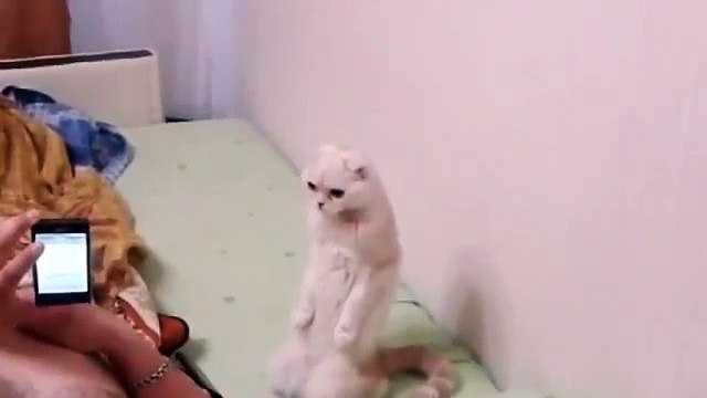 КОТ ПАТРИОТ поет гимн РОССИИ!