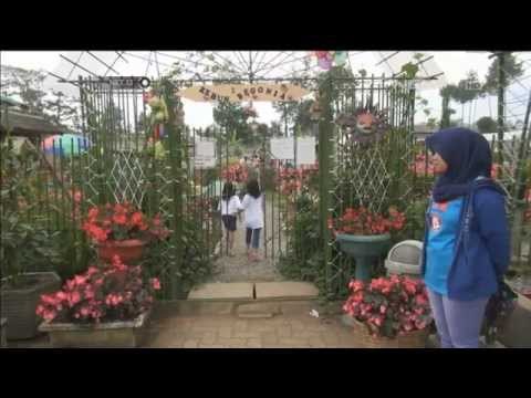 Wisata ke Kebun Bunga Begonia di Lembang -NET12