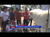 Festival Anjing Peliharaan di Denpasar - NET5