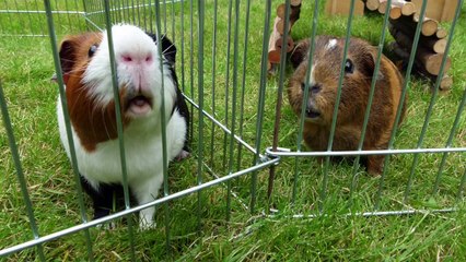 Future Pets and Dream Gerbil Cage   Q&A Part 1