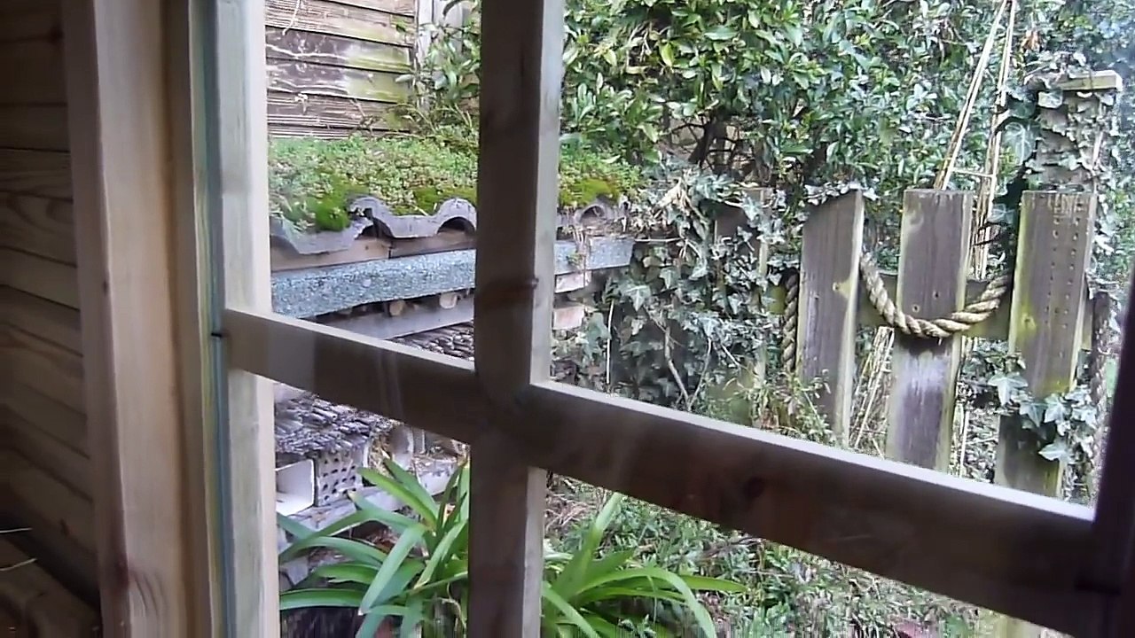 Guinea Pig House Tour   April 2016
