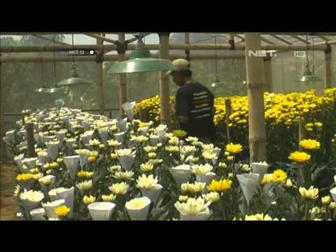 Bisnis bunga krisan Yogyakarta - NET12