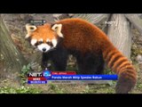 Panda Merah Kebun Binatang Jepang Lahirkan Bayi Jantan -NET24