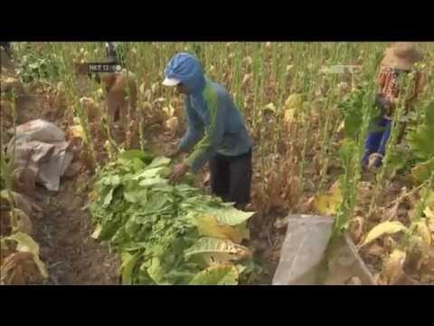 Panen Raya Tembakau di Sumenep -NET12