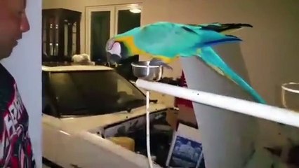 VTEC Opening Parrot 🦜