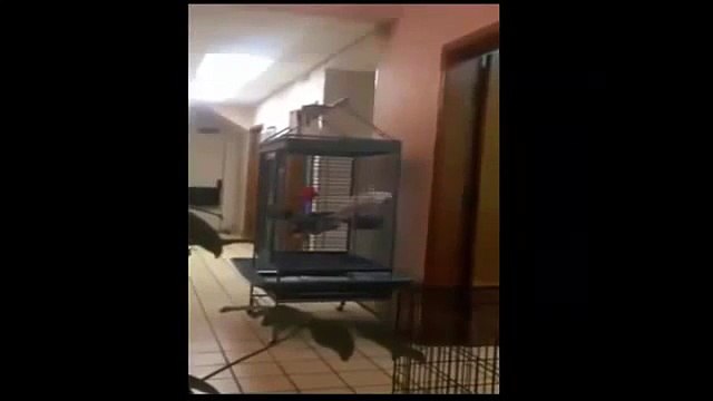 Видео приколы 2015! Самые смешные видео! Лучшие новинки видео приколов! Видео приколы ютуб!