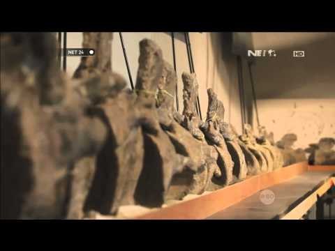 Fosil dinosaurus terbesar ditemukan - NET24