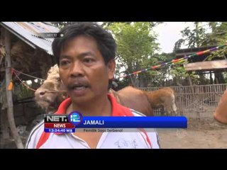 Sapi ukuran jumbo terberat siap dilelang kurban - NET12