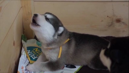 Puppies learning to howl