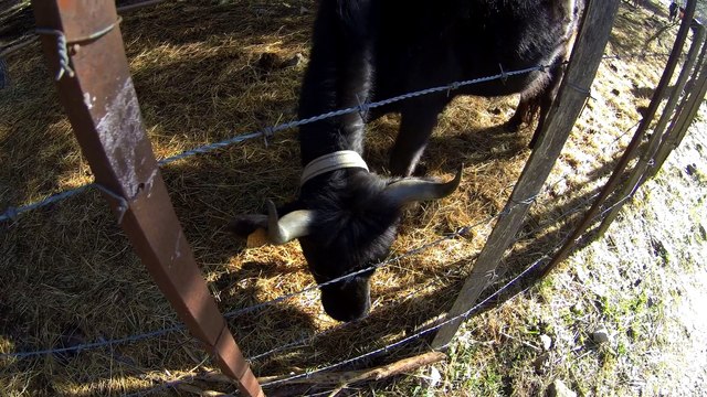 promenades avec mes chiens aux vachettes