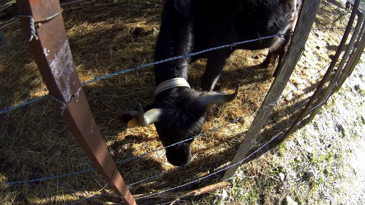 promenades avec mes chiens aux vachettes