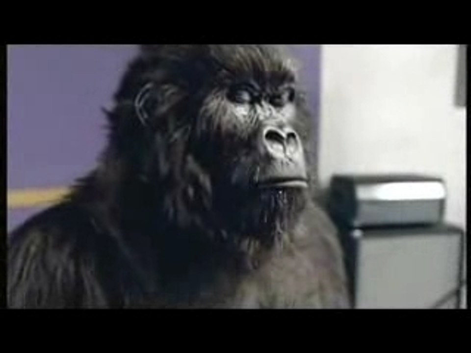 Gorilla Playing Drums