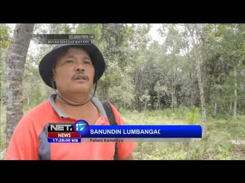 Indonesia Merupakan Salah Satu Penghasil Kemenyan Terbesar di Dunia -NET17