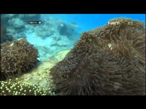 Menikmati libur akhir pekan di keindahan laut Pulau Biawak - NET12