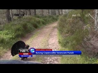 Burung Capercaillie Terancam Punah -NET5