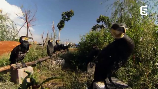 Chine - des oiseaux dressés pour pêcher - ZAPPING SAUVAGE-0U2BDk5PRbU