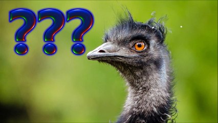 The craziness of Battlefield 1 plus "Official" DLC announcement