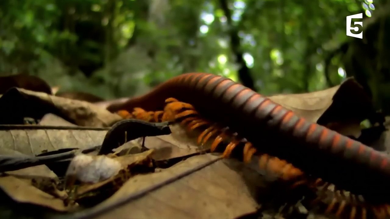 Le très mignon caméléon nain - ZAPPING SAUVAGE-E9RYvCfuWmg