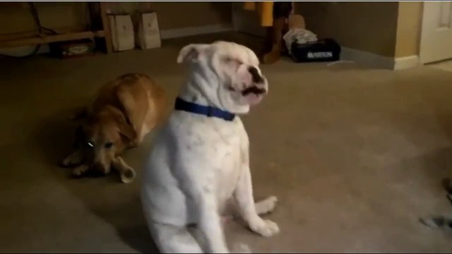 Собака Танцует Блюз под Гитару