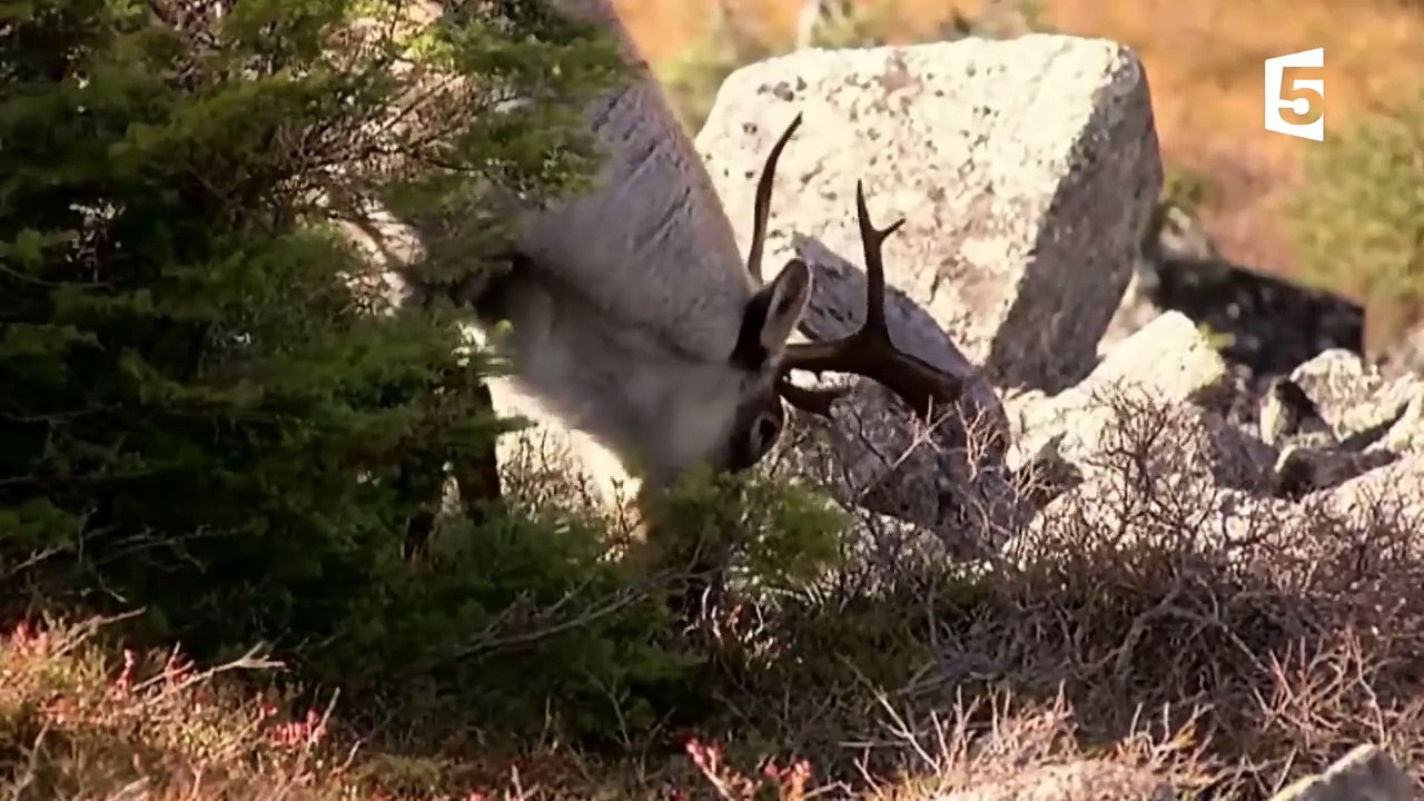 Sexe  - l'accouplement des caribous - ZAPPING SAUVAGE-sH_lxb4Zv7c