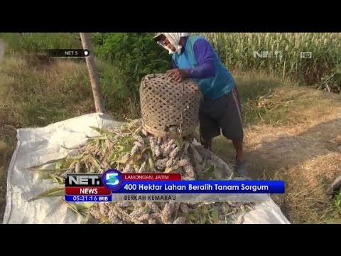 Berkah Kemarau Melimpahnya Panen Sorgum di Lamongan -NET5