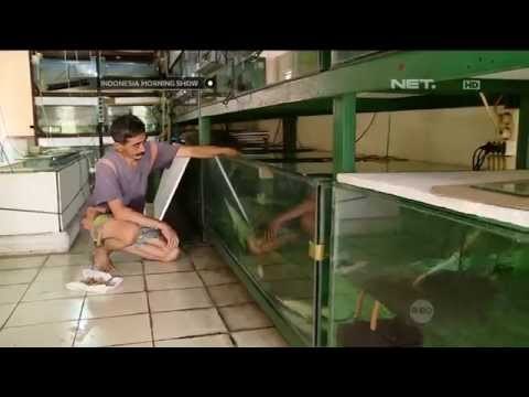 Bisnis ikan hias dengan omzet ratusan juta - IMS