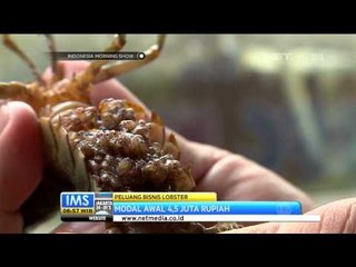 Pengusaha Lobster air tawar - IMS