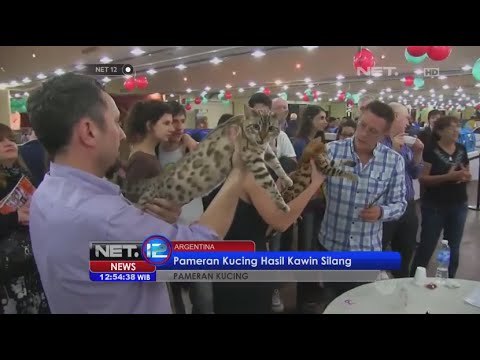 Pameran kucing hasil kawin silang di Argentina - NET12