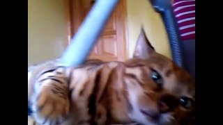 Видео прикол с кошками и пылесосом! Смотреть до конца 2016 год
