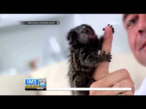 Monyet Terkecil di Dunia Sampai Terkecil di Indonesia -IMS