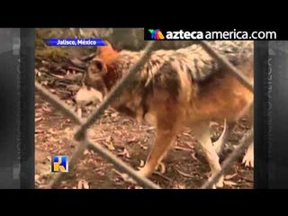 Lobo muerde a un niño en zoológico de México
